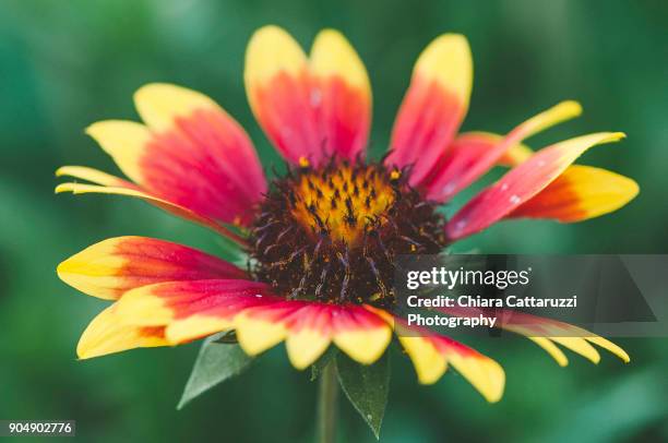 Bicolored Bicolored Photos and Premium High Res Pictures - Getty Images