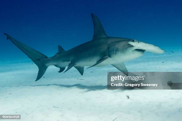 great hammerhead swimming over sand - great hammerhead shark stockfoto's en -beelden