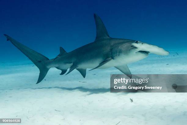 great hammerhead swimming over sand - bahama banks bildbanksfoton och bilder