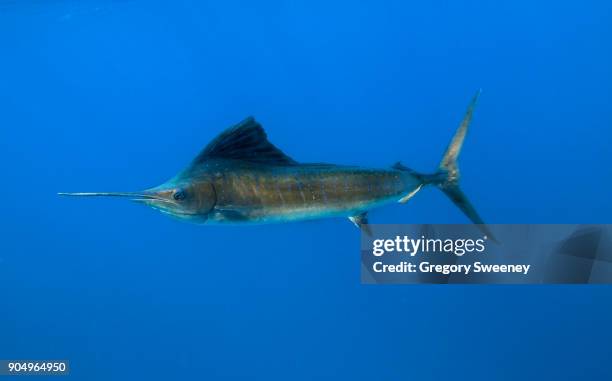 atlantic sailfish swimming in blue water - swordfish ストックフォトと画像