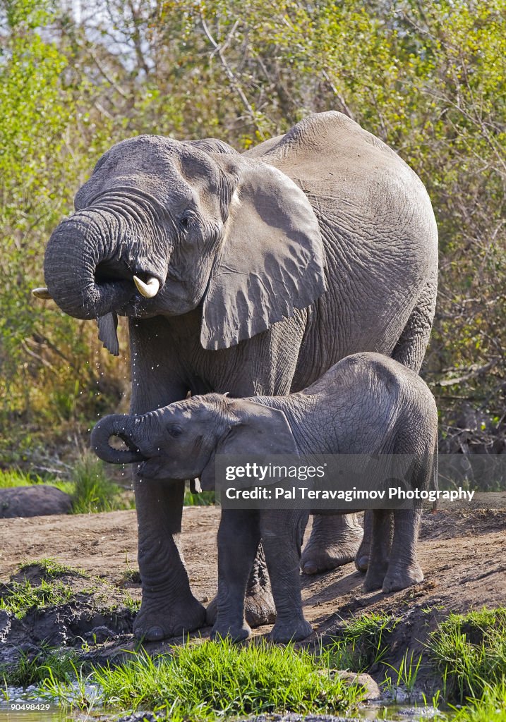 African elephants