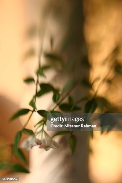 hoya through lensbaby - lensbaby stock pictures, royalty-free photos & images