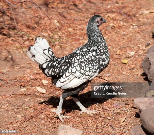 a silver laced wyandotte hen. hardap district, namibia. - wyandotte plateado fotografías e imágenes de stock