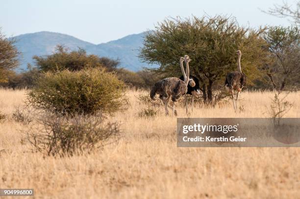 group of ostrich (struthio camelus). khomas region, namibia - bosveld van zuidelijk afrika stockfoto's en -beelden