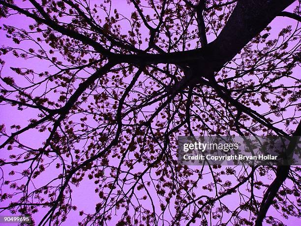 low angle view of tree - nerima stock pictures, royalty-free photos & images