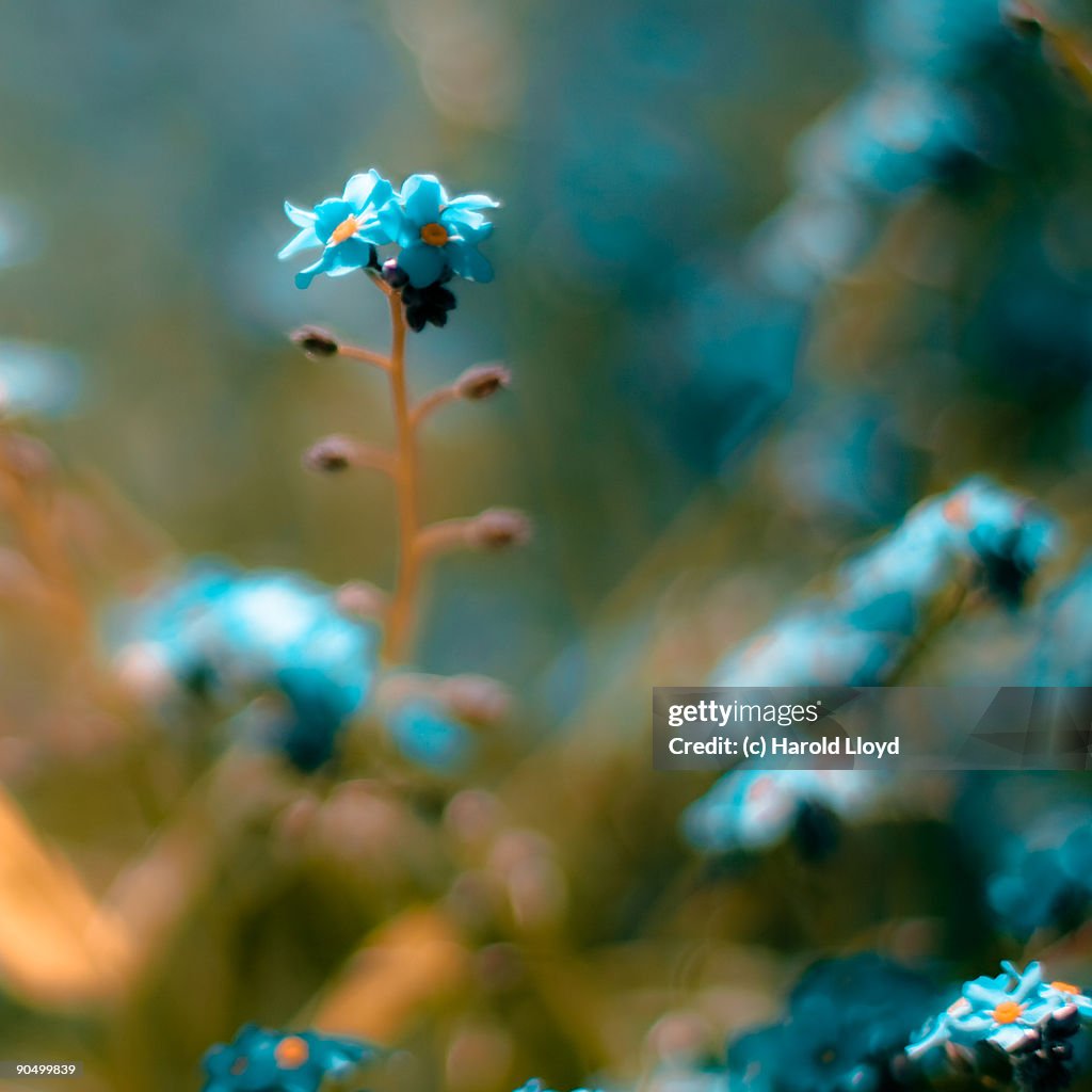 A tiny blue flower