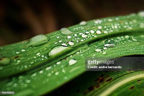 raindrops - garopaba stock pictures, royalty-free photos & images