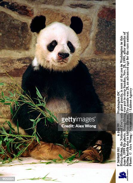 Jun 99 Washington DC Hsing-Hsing, the National Zoo's only giant panda, is seen at the zoo in Washington in this June 6, 1999 file photo. Hsing-Hsing...