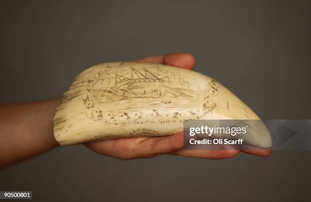 Bonhams gallery assistant holds an engraved whales' tooth depicting Charles Darwin's 1834 voyage on HMS Beagle which is expected to fetch up to...