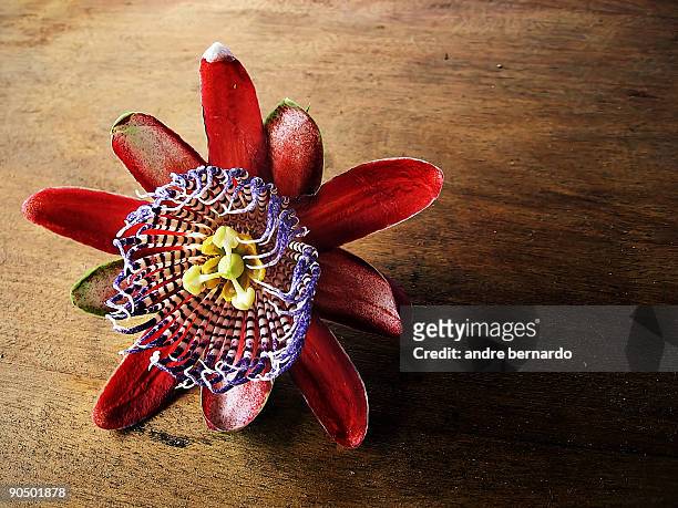 passion flower - garopaba stock pictures, royalty-free photos & images