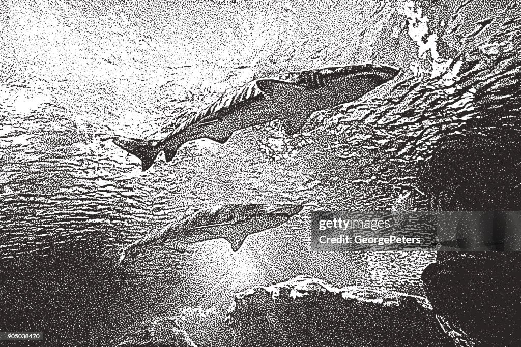 Sharks swimming above a coral reef