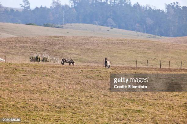 hearst ranch zebra, san simeon, california - hearst castle stock pictures, royalty-free photos & images