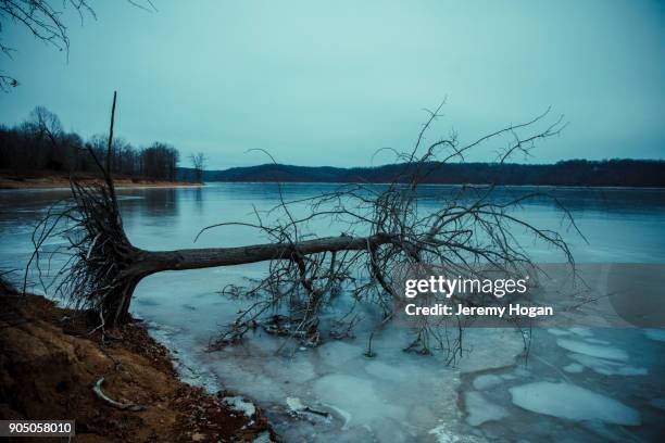 a dead tree rests in frozen lake monroe - indiana lake stock pictures, royalty-free photos & images