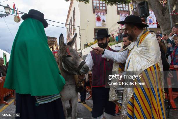 Traditional animal blessing during the San Antonio Abad Parish with Romeria and procession in Arona.