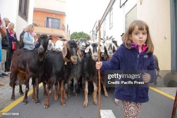 Traditional animal blessing during the San Antonio Abad Parish with Romeria and procession in Arona.