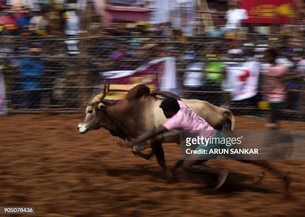 An Indian participant tries to control a bull during an annual bull taming event 'Jallikattu' in the village of Palamedu on the outskirts of Madurai...