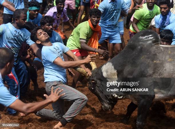 Indian participants try to control a bull during an annual bull taming event 'Jallikattu' in the village of Palamedu on the outskirts of Madurai on...