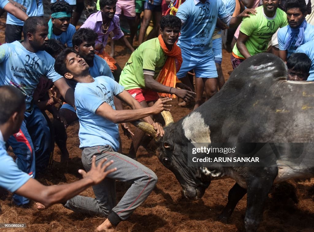 INDIA-ANIMAL-BULLFIGHTING