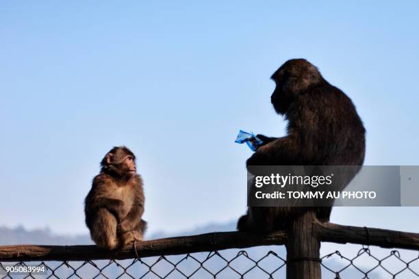 emei shan monkeys - emei shan stockfoto's en -beelden