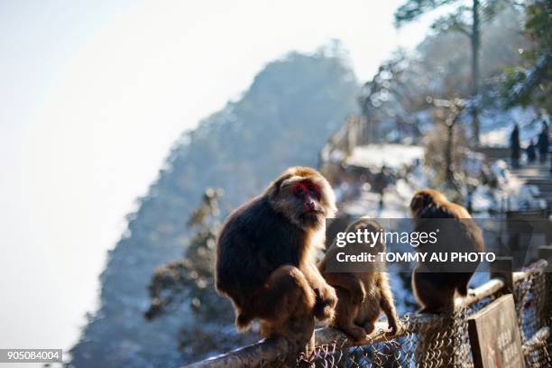 mount emei monkeys - emei shan stock pictures, royalty-free photos & images