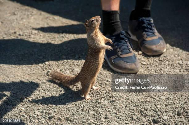 tree squirrel - sciurus carolinensis stock-fotos und bilder