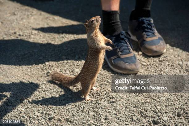tree squirrel - eastern gray squirrel stockfoto's en -beelden