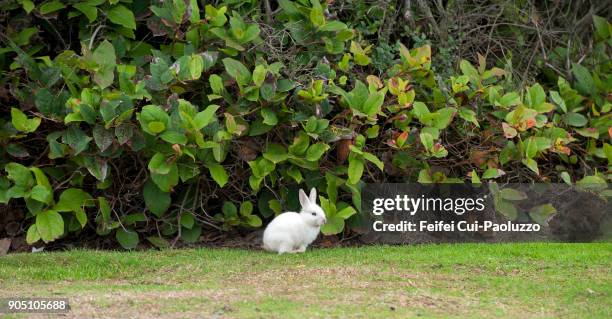 Small Outdoor Rabbits 119 Wild Rabbit Garden Stock Photos, High-Res Pictures, and Images ...