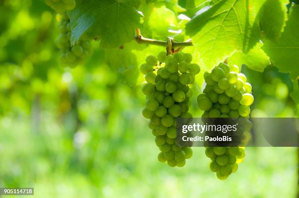 monochrome, green bunches of grapes - monochrome 700063863 stock pictures, royalty-free photos & images