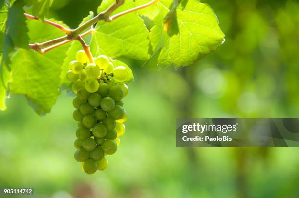 monochrome, green bunches of grapes - monochrome 700063863 stock pictures, royalty-free photos & images