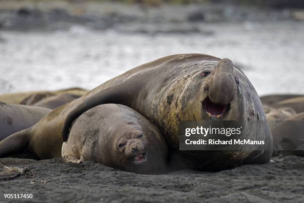 elephant seals at gold harbour. - elephant seal stock pictures, royalty-free photos & images