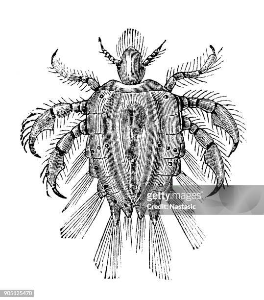 the crab louse or pubic louse (pthirus pubis) - louse stock illustrations