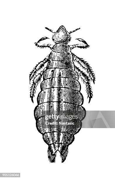 head louse (pediculus humanus capitis) - humanus capitis stock illustrations