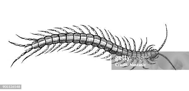 蜈蚣盧卡斯 (蜈蚣 lucasi) - centipede 幅插畫檔、美工圖案、卡通及圖標