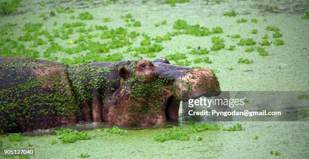 hippopotamus - south luangwa national park stockfoto's en -beelden