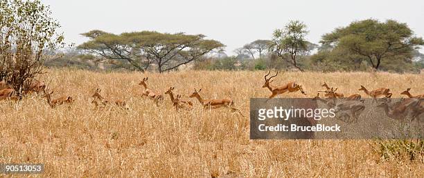 esecuzione della mandria di impala - impala foto e immagini stock