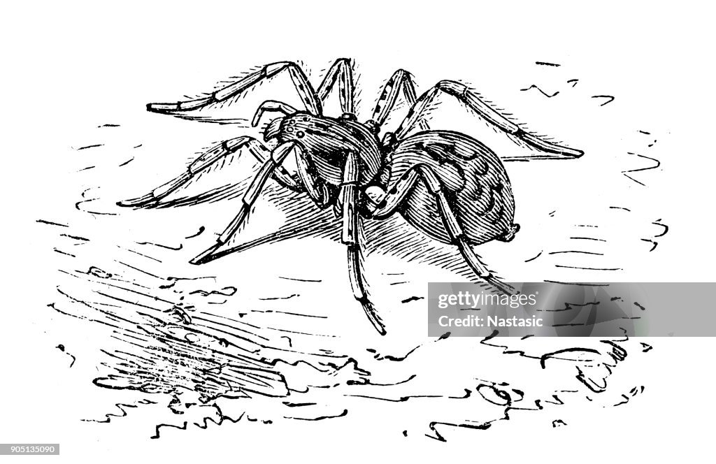 Tarantula