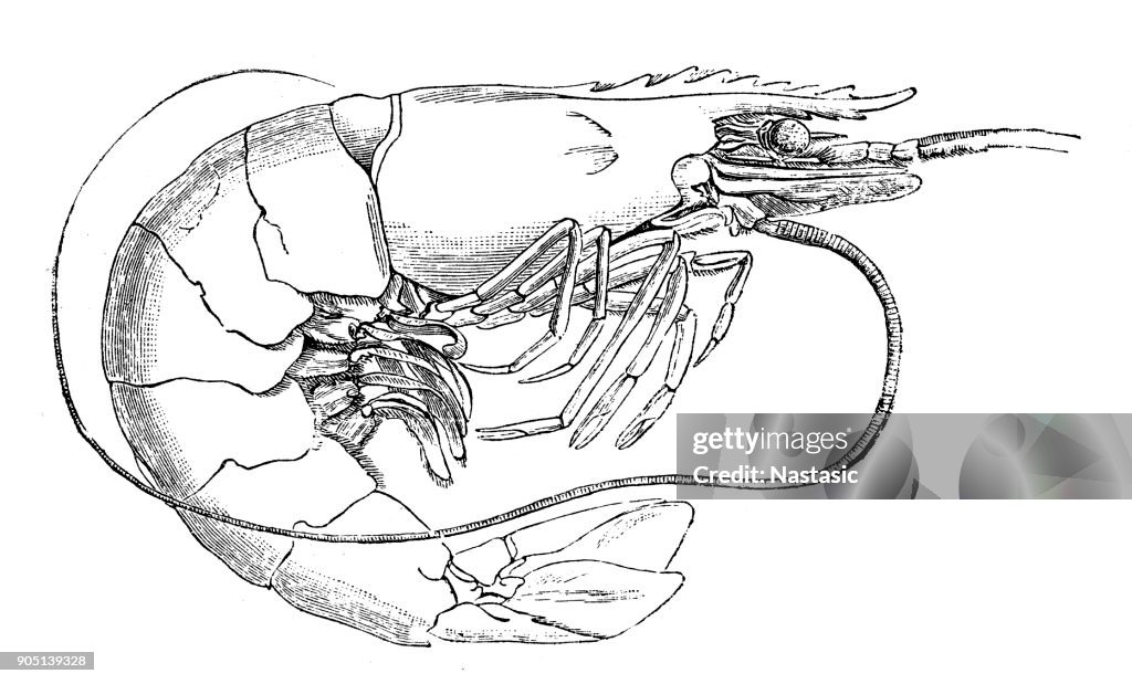 Lobster
