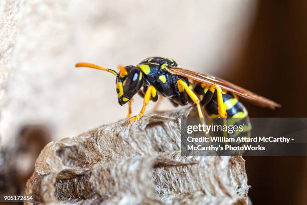 paper wasp queen - abejorro fotografías e imágenes de stock