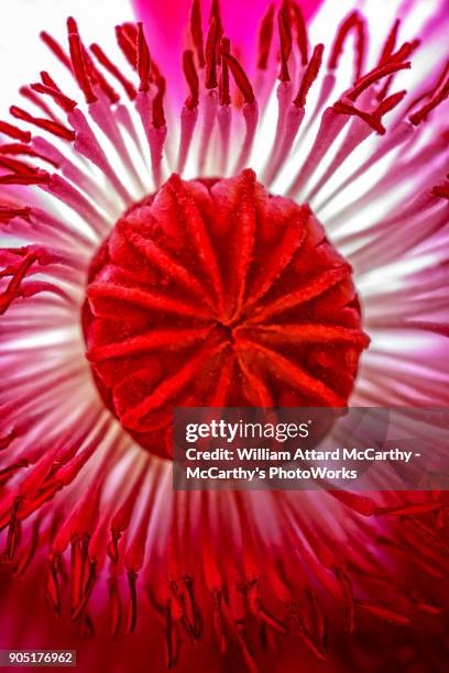 poppy - codeine stockfoto's en -beelden