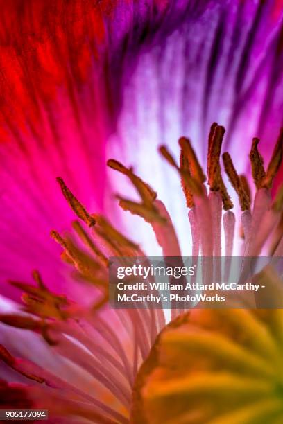 poppy - codeine stock pictures, royalty-free photos & images
