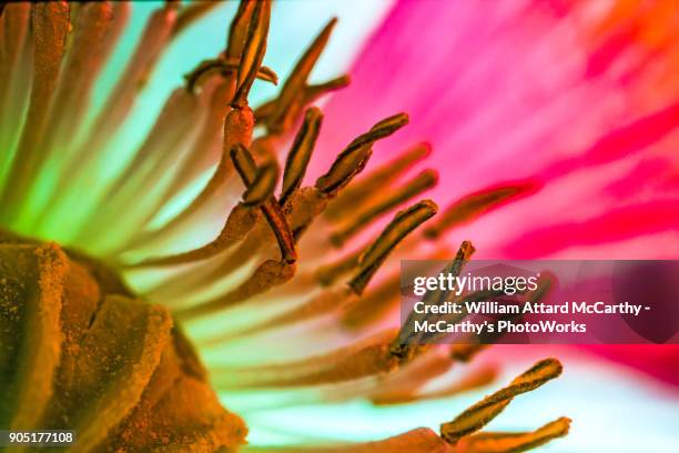 poppy - codeine stockfoto's en -beelden