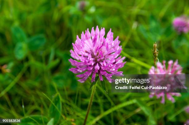 trifolium pratense - clover sprouts stock pictures, royalty-free photos & images