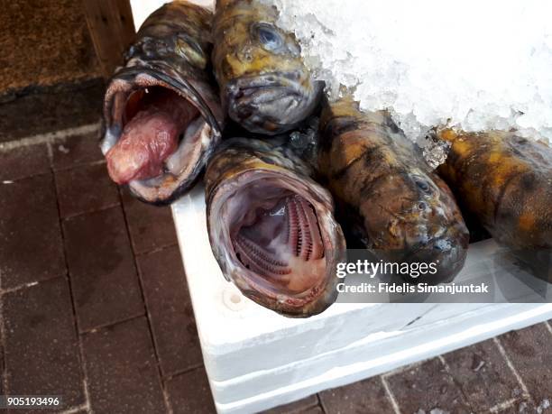 mouth open fish for sale in tokyo, japan retail store - fischfutter stock-fotos und bilder
