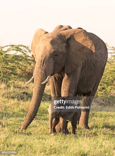 elefante con cría - elefante stock pictures, royalty-free photos & images