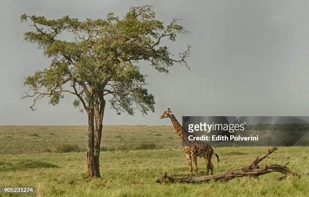 jirafa y acacia - jirafa stock-fotos und bilder