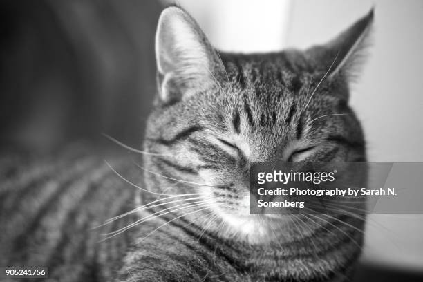 sleeping gray tabby - tom cat stock pictures, royalty-free photos & images