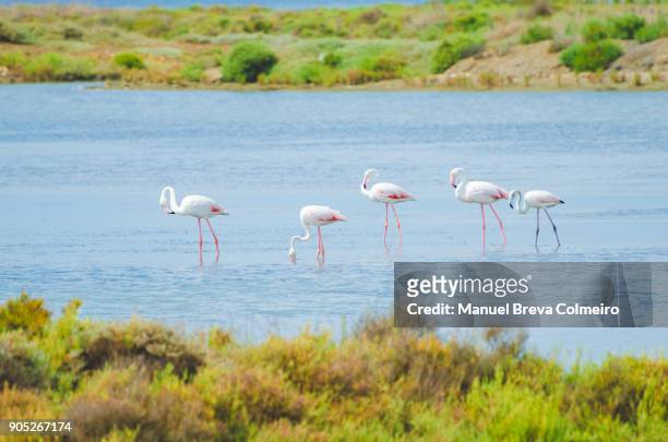flamingos in ebro delta - ebro river stock-fotos und bilder