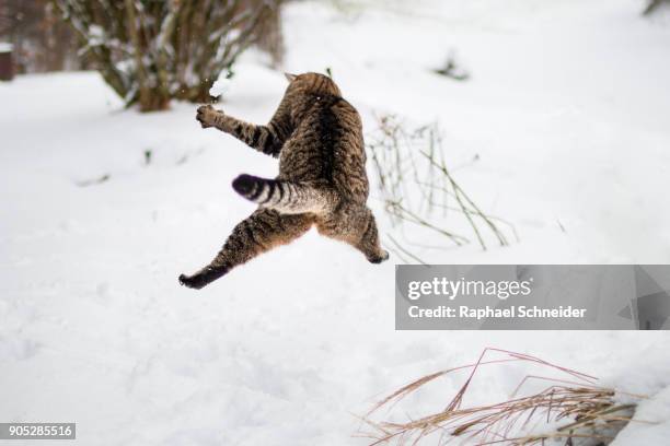 cat playing in the snow - cat back stockfoto's en -beelden