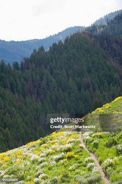 man mountain biking in sun valley, idaho. - sun valley stockfoto's en -beelden