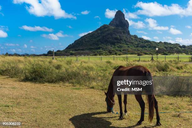 " na tranquilidade de uma bela manhã, um cavalo compõe a paisagem, com o morro do pico ao fundo" - manhã stock-fotos und bilder